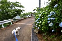 六甲山の紫陽花は6月から咲き始めます。