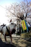 今年も桜を拝めました。