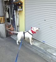 老犬が必死で歩いてきたのに・・・・・休みでした！ガーン！！